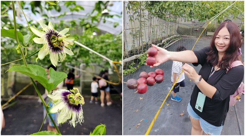 【埔里】台一生態休閒農場．愛上百香藤蔓宴! 療癒的下午茶時光~