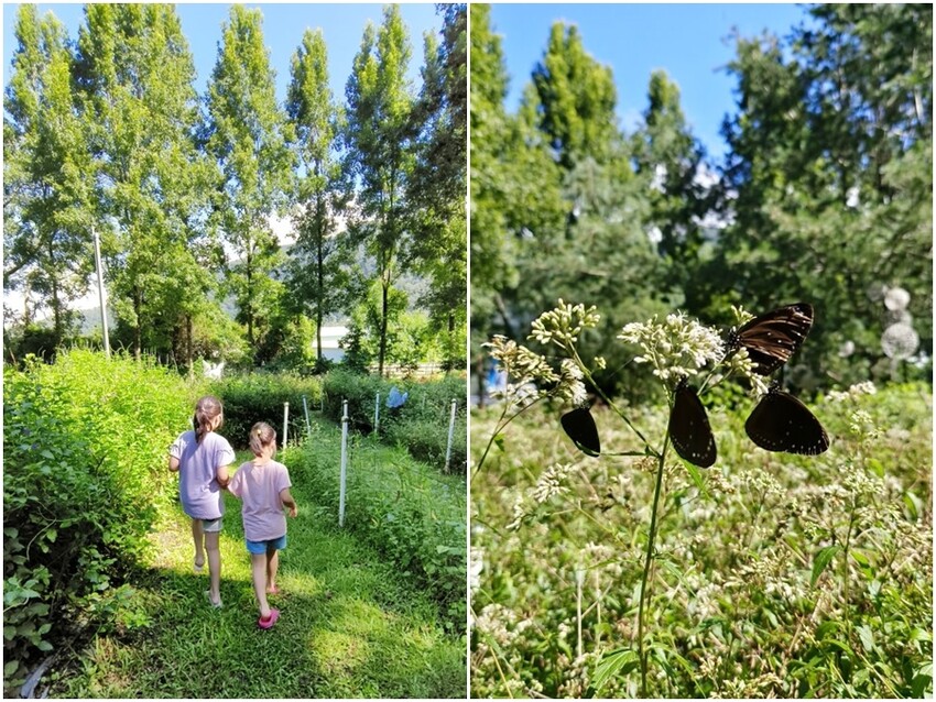 【埔里】台一生態休閒農場．愛上百香藤蔓宴! 療癒的下午茶時光~