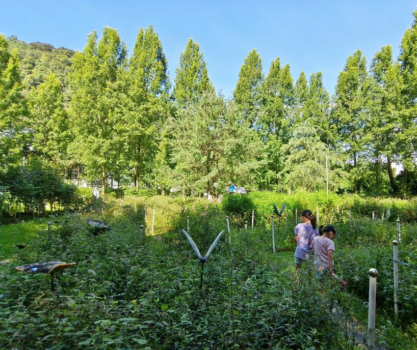 【埔里】台一生態休閒農場．愛上百香藤蔓宴! 療癒的下午茶時光~