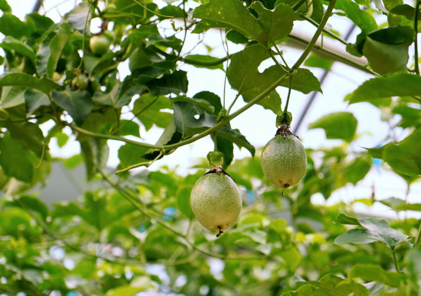 【埔里】台一生態休閒農場．愛上百香藤蔓宴! 療癒的下午茶時光~