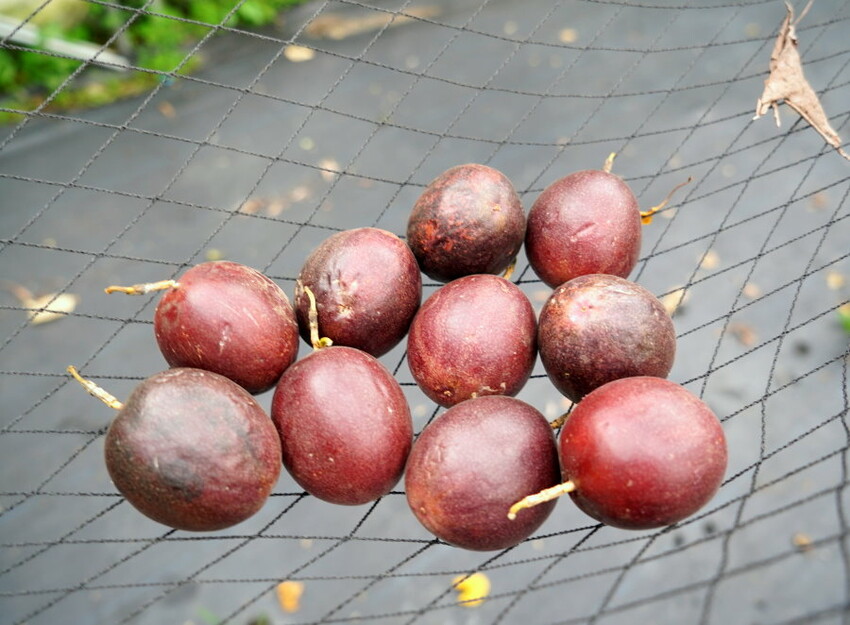 【埔里】台一生態休閒農場．愛上百香藤蔓宴! 療癒的下午茶時光~