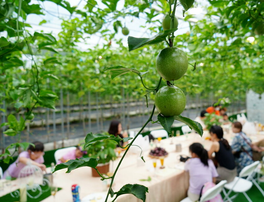 【埔里】台一生態休閒農場．愛上百香藤蔓宴! 療癒的下午茶時光~