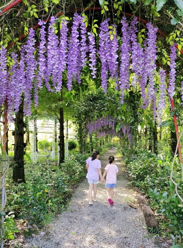 【埔里】台一生態休閒農場．愛上百香藤蔓宴! 療癒的下午茶時光~