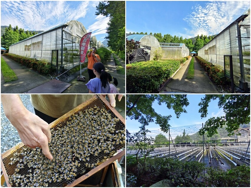 【埔里】台一生態休閒農場．愛上百香藤蔓宴! 療癒的下午茶時光~