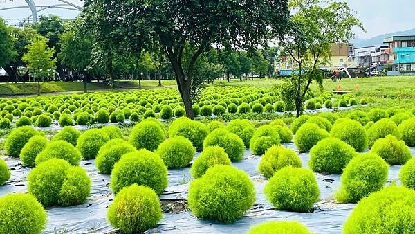 大IMG_2196 (1).jpeg