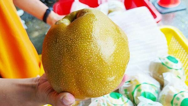 苗栗大湖尊梨季|巨無霸水梨!比臉還要巨大,高達2.5斤的牛奶甘庶般美味的甘露梨