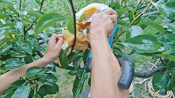 苗栗大湖尊梨季|巨無霸水梨!比臉還要巨大,高達2.5斤的牛奶甘庶般美味的甘露梨