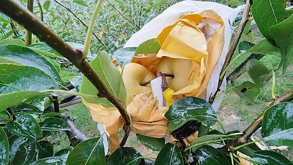 苗栗大湖尊梨季|巨無霸水梨!比臉還要巨大,高達2.5斤的牛奶甘庶般美味的甘露梨