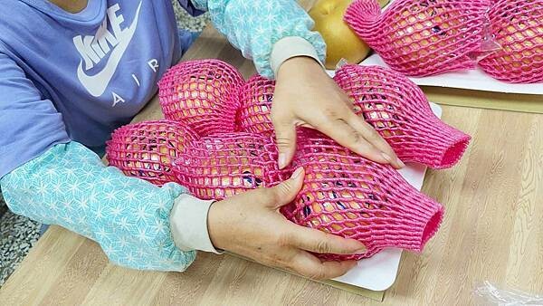 苗栗大湖尊梨季|巨無霸水梨!比臉還要巨大,高達2.5斤的牛奶甘庶般美味的甘露梨