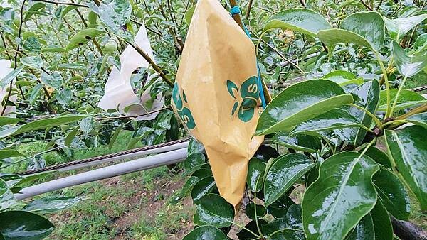 苗栗大湖尊梨季|巨無霸水梨!比臉還要巨大,高達2.5斤的牛奶甘庶般美味的甘露梨