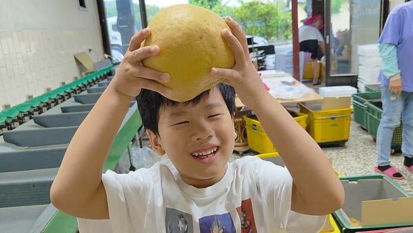 苗栗大湖尊梨季|巨無霸水梨!比臉還要巨大,高達2.5斤的牛奶甘庶般美味的甘露梨