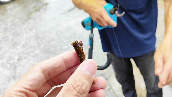 苗栗大湖尊梨季|巨無霸水梨!比臉還要巨大,高達2.5斤的牛奶甘庶般美味的甘露梨