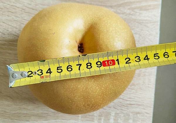 苗栗大湖尊梨季|巨無霸水梨!比臉還要巨大,高達2.5斤的牛奶甘庶般美味的甘露梨