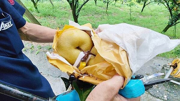苗栗大湖尊梨季|巨無霸水梨!比臉還要巨大,高達2.5斤的牛奶甘庶般美味的甘露梨