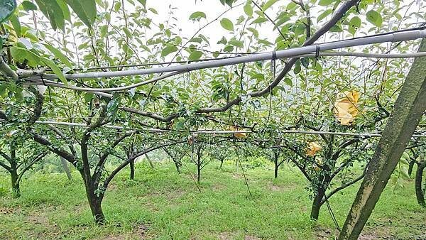 苗栗大湖尊梨季|巨無霸水梨!比臉還要巨大,高達2.5斤的牛奶甘庶般美味的甘露梨