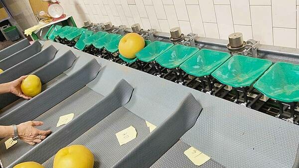 苗栗大湖尊梨季|巨無霸水梨!比臉還要巨大,高達2.5斤的牛奶甘庶般美味的甘露梨