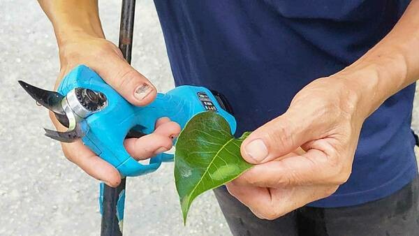 苗栗大湖尊梨季|巨無霸水梨!比臉還要巨大,高達2.5斤的牛奶甘庶般美味的甘露梨