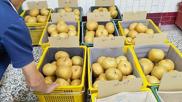 苗栗大湖尊梨季|巨無霸水梨!比臉還要巨大,高達2.5斤的牛奶甘庶般美味的甘露梨