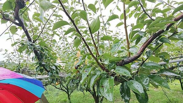 苗栗大湖尊梨季|巨無霸水梨!比臉還要巨大,高達2.5斤的牛奶甘庶般美味的甘露梨