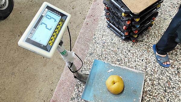 苗栗大湖尊梨季|巨無霸水梨!比臉還要巨大,高達2.5斤的牛奶甘庶般美味的甘露梨