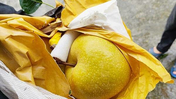 苗栗大湖尊梨季|巨無霸水梨!比臉還要巨大,高達2.5斤的牛奶甘庶般美味的甘露梨