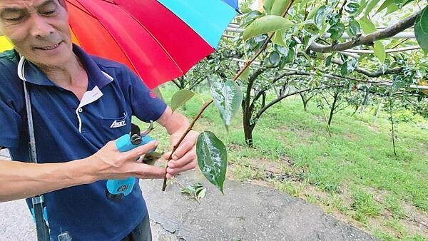 苗栗大湖尊梨季|巨無霸水梨!比臉還要巨大,高達2.5斤的牛奶甘庶般美味的甘露梨