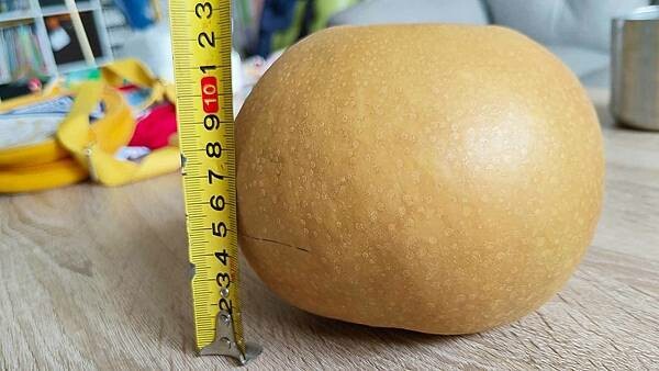 苗栗大湖尊梨季|巨無霸水梨!比臉還要巨大,高達2.5斤的牛奶甘庶般美味的甘露梨