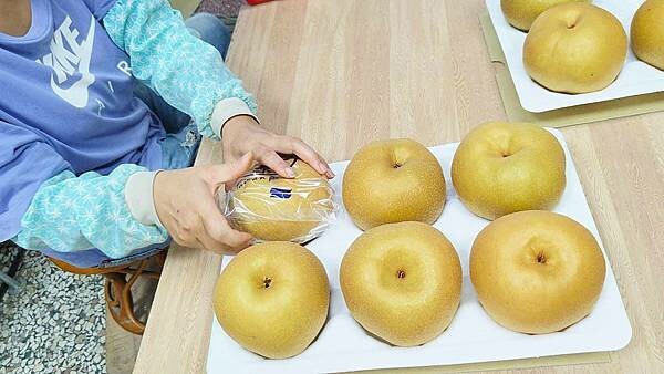 苗栗大湖尊梨季|巨無霸水梨!比臉還要巨大,高達2.5斤的牛奶甘庶般美味的甘露梨