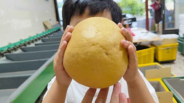 苗栗大湖尊梨季|巨無霸水梨!比臉還要巨大,高達2.5斤的牛奶甘庶般美味的甘露梨