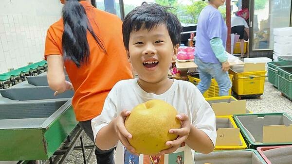 苗栗大湖尊梨季|巨無霸水梨!比臉還要巨大,高達2.5斤的牛奶甘庶般美味的甘露梨