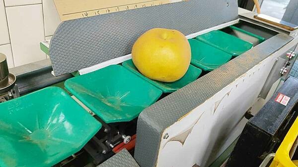 苗栗大湖尊梨季|巨無霸水梨!比臉還要巨大,高達2.5斤的牛奶甘庶般美味的甘露梨