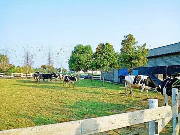 44902196_256109895104950_8412827200323059712_n