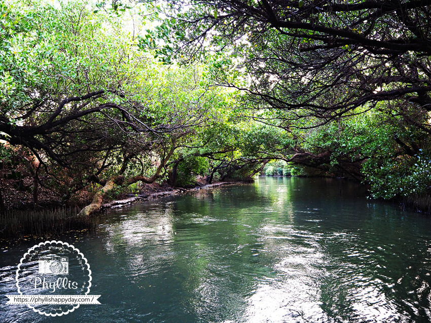  必訪台南自然系景點：四草綠色隧道/ WalkerLand窩客島整理提供 未經許可不可轉載