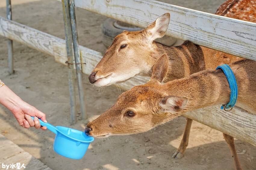 石川鹿生態觀光農場
