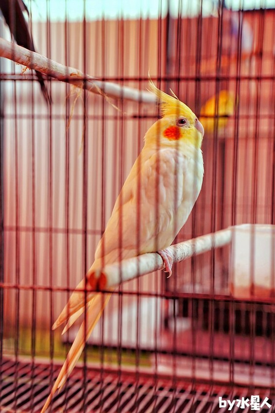 石川鹿生態觀光農場