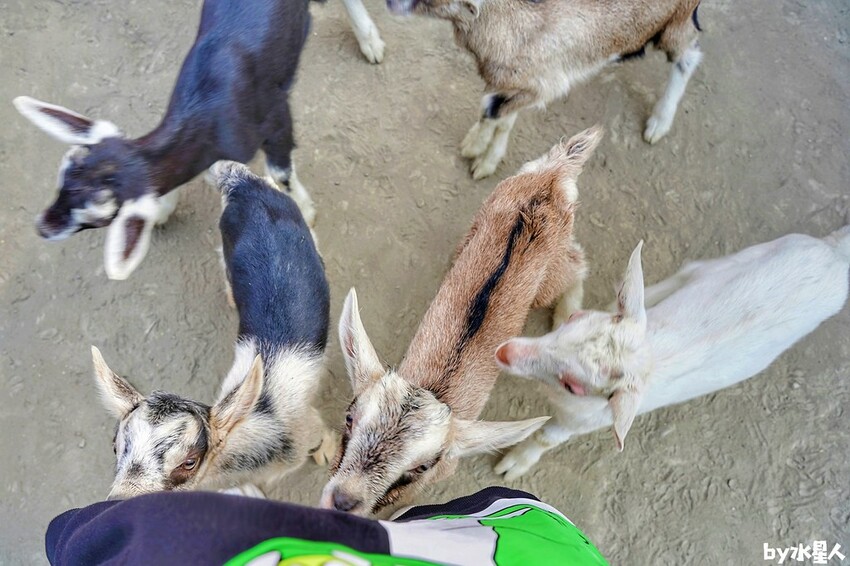 石川鹿生態觀光農場