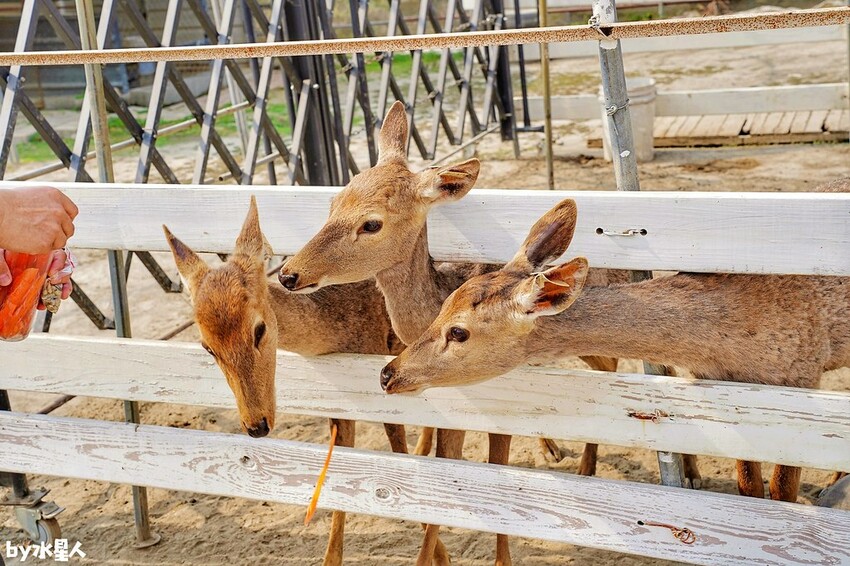 石川鹿生態觀光農場