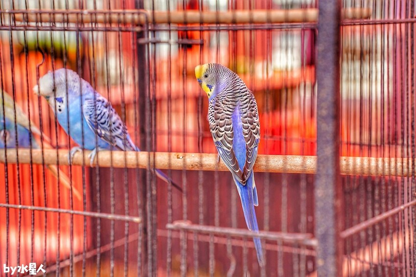 石川鹿生態觀光農場