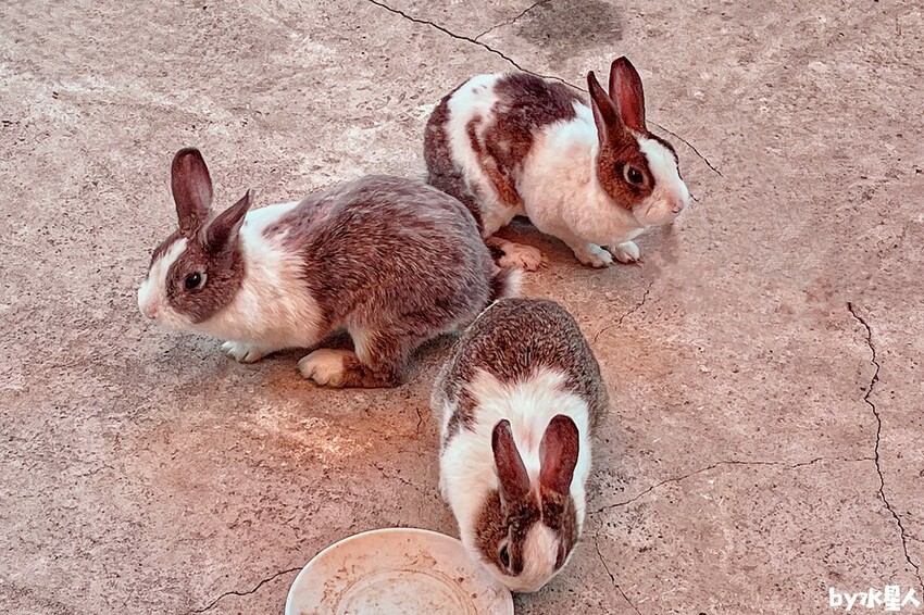 石川鹿生態觀光農場