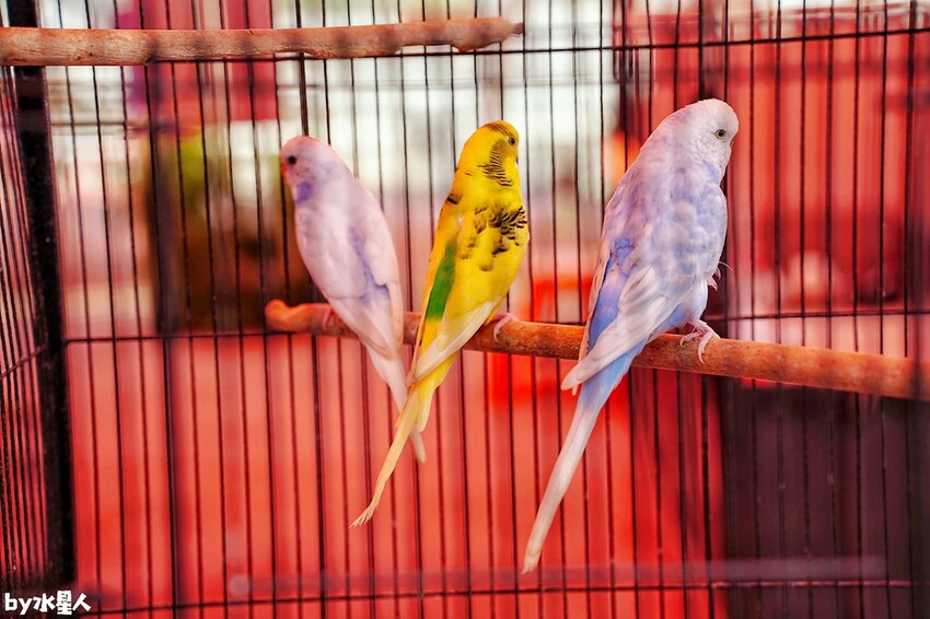 石川鹿生態觀光農場