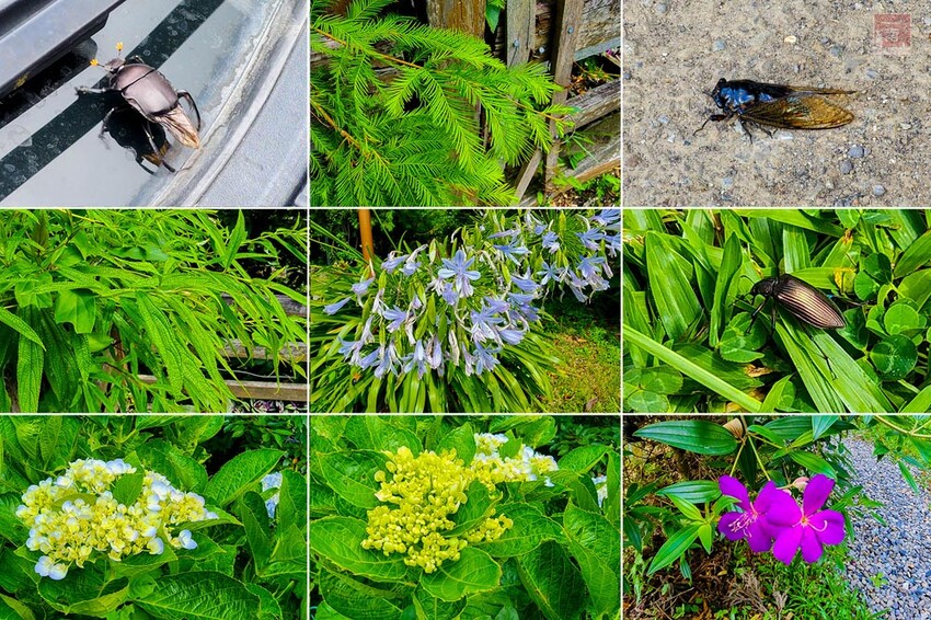 【新竹住宿】隱身在雲霧中白蘭部落豪華露營，一泊二食加迎賓小點，晚餐帶入民住民元素和食材，還有泰雅族獵徑尋根體驗~蟬說：霧繞 - 南人幫