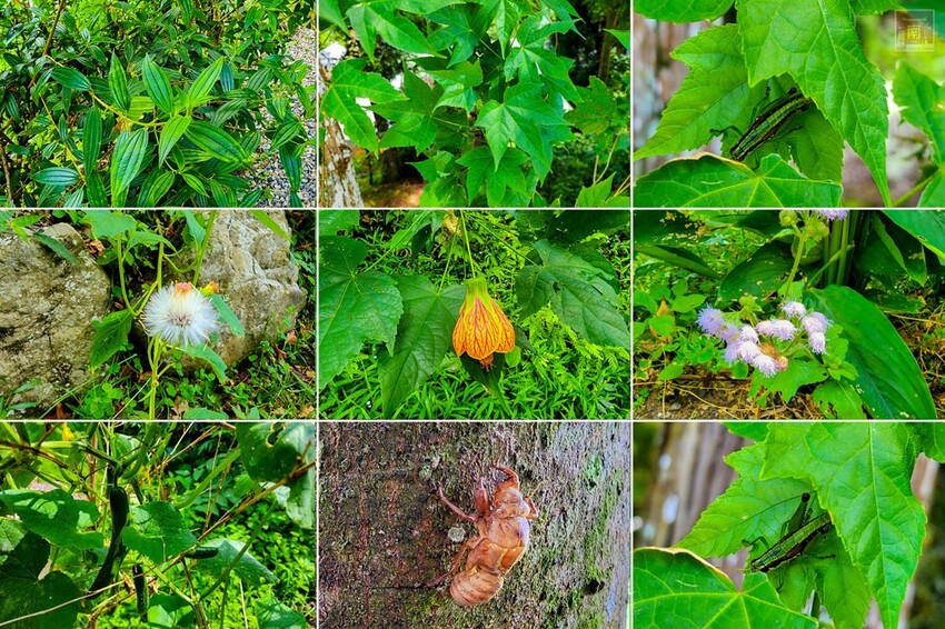 【新竹住宿】隱身在雲霧中白蘭部落豪華露營，一泊二食加迎賓小點，晚餐帶入民住民元素和食材，還有泰雅族獵徑尋根體驗~蟬說：霧繞 - 南人幫