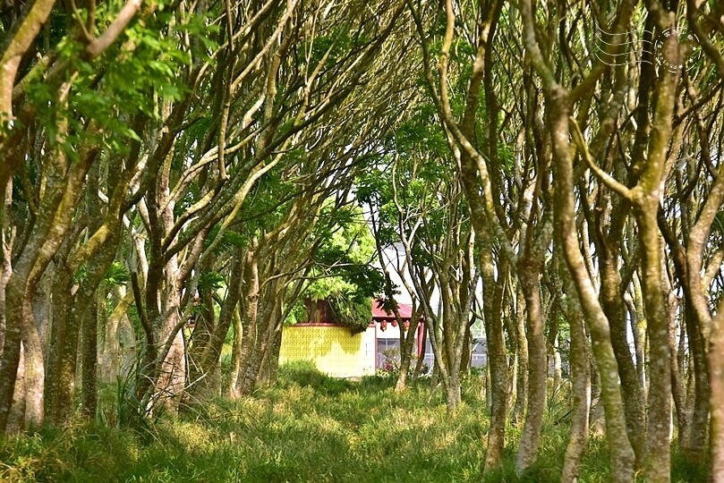 台中后里【無患子森林龍貓隧道】：龍貓將出沒般的絕佳神秘打卡背景！