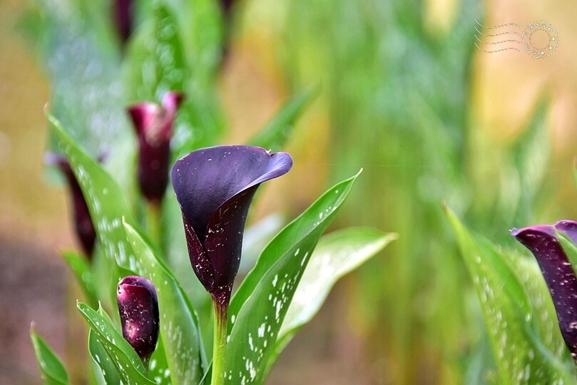 台中后里【無患子森林龍貓隧道】：龍貓將出沒般的絕佳神秘打卡背景！