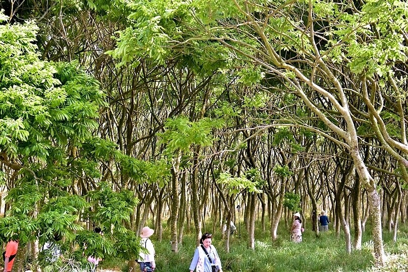台中后里【無患子森林龍貓隧道】：龍貓將出沒般的絕佳神秘打卡背景！