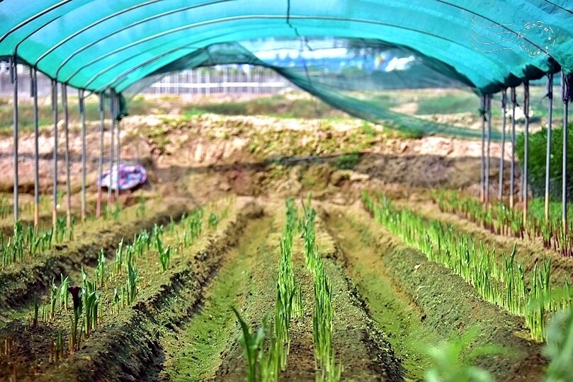 台中后里【無患子森林龍貓隧道】：龍貓將出沒般的絕佳神秘打卡背景！