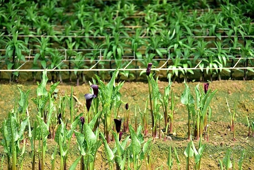台中后里【無患子森林龍貓隧道】：龍貓將出沒般的絕佳神秘打卡背景！
