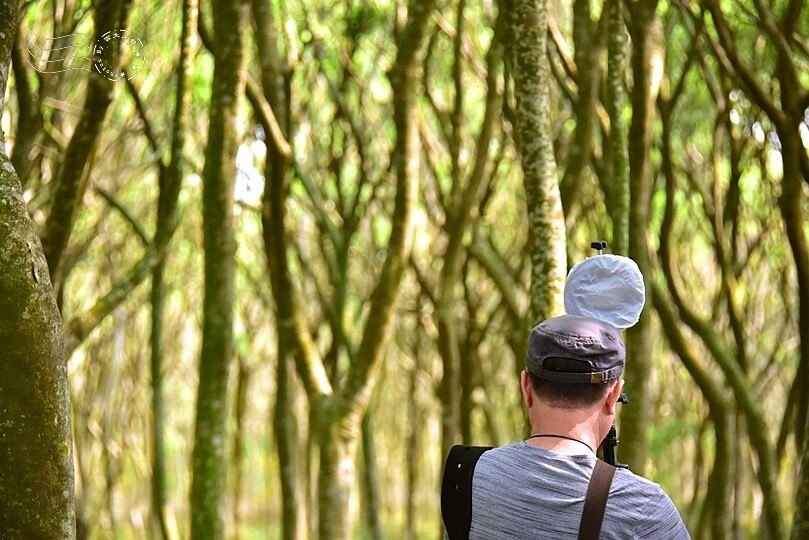 台中后里【無患子森林龍貓隧道】：龍貓將出沒般的絕佳神秘打卡背景！