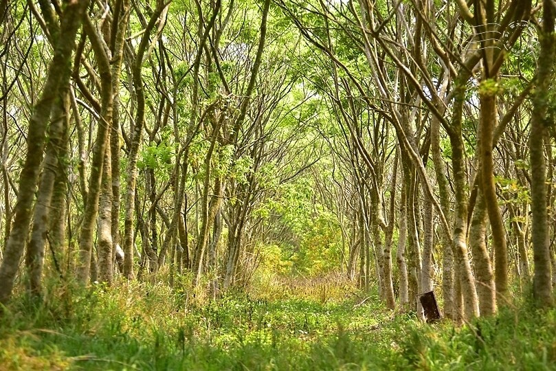 台中后里【無患子森林龍貓隧道】：龍貓將出沒般的絕佳神秘打卡背景！