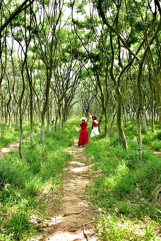 台中后里【無患子森林龍貓隧道】：龍貓將出沒般的絕佳神秘打卡背景！